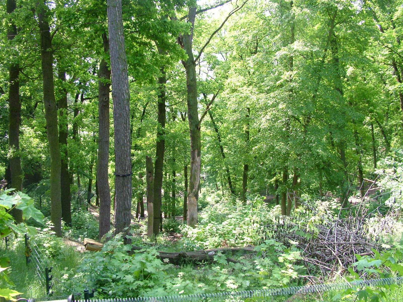 Brown Bear exhibit at Plzen, 25/05/10