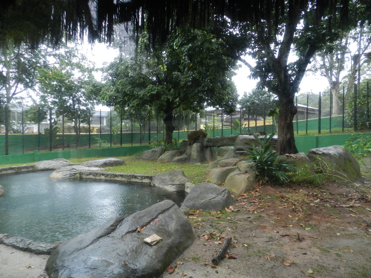 Brown bear exhibit - Bioparque do Rio