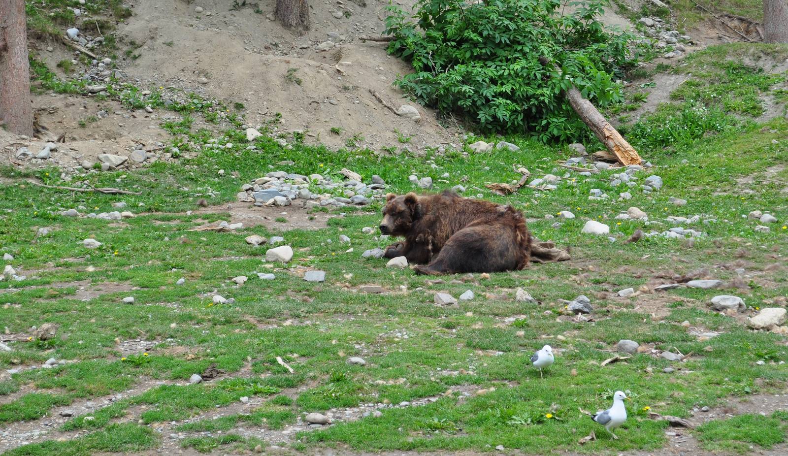 Brown Bear Exhibit (Brown Bear and wild Mew Gulls)