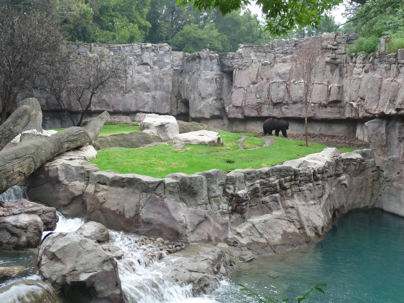 brown bear exhibit chapultepec zoo