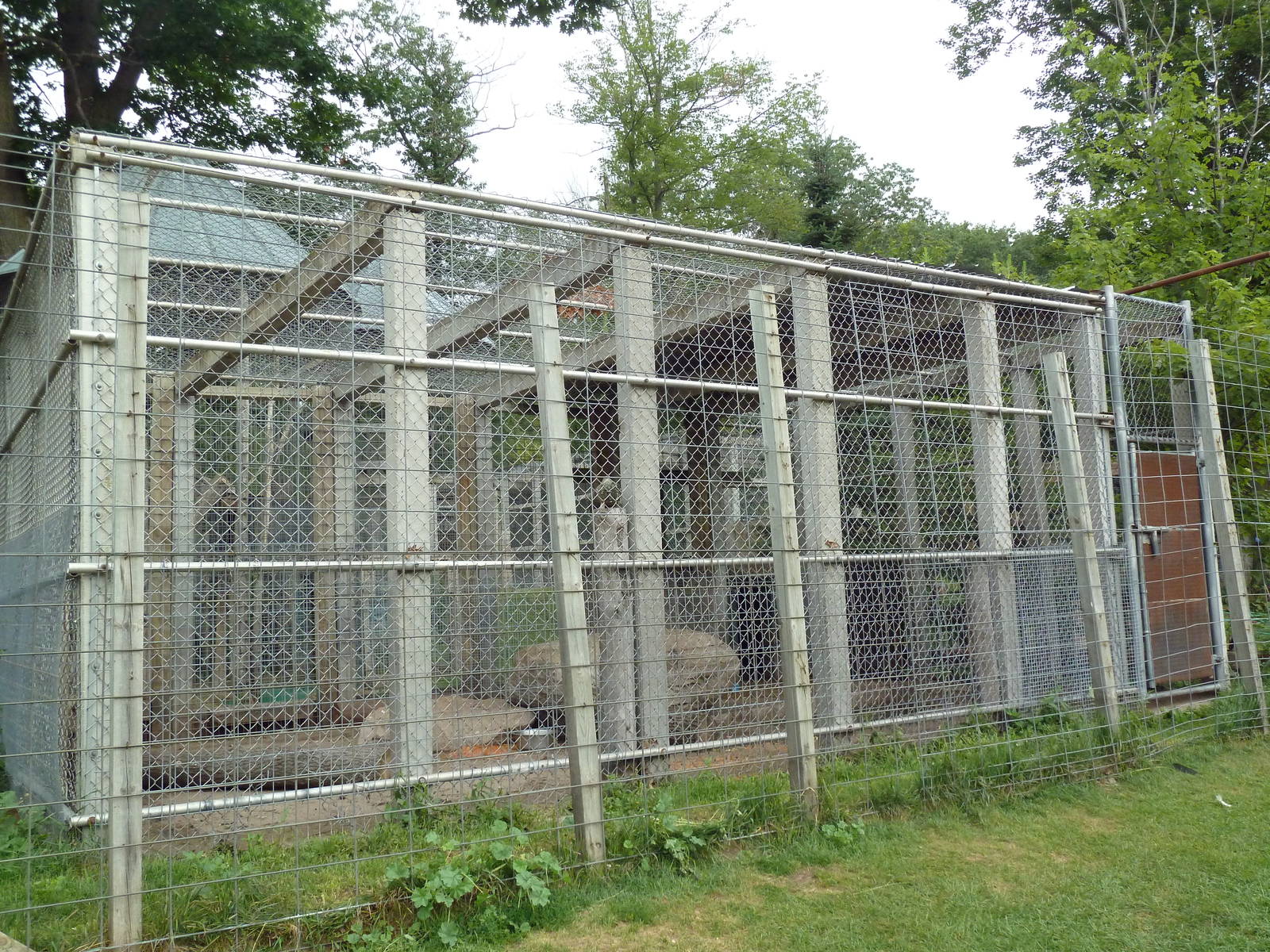 Brown Bear Exhibit (cub)