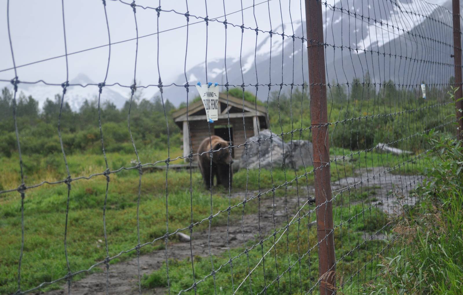 Brown Bear Exhibit Fencing