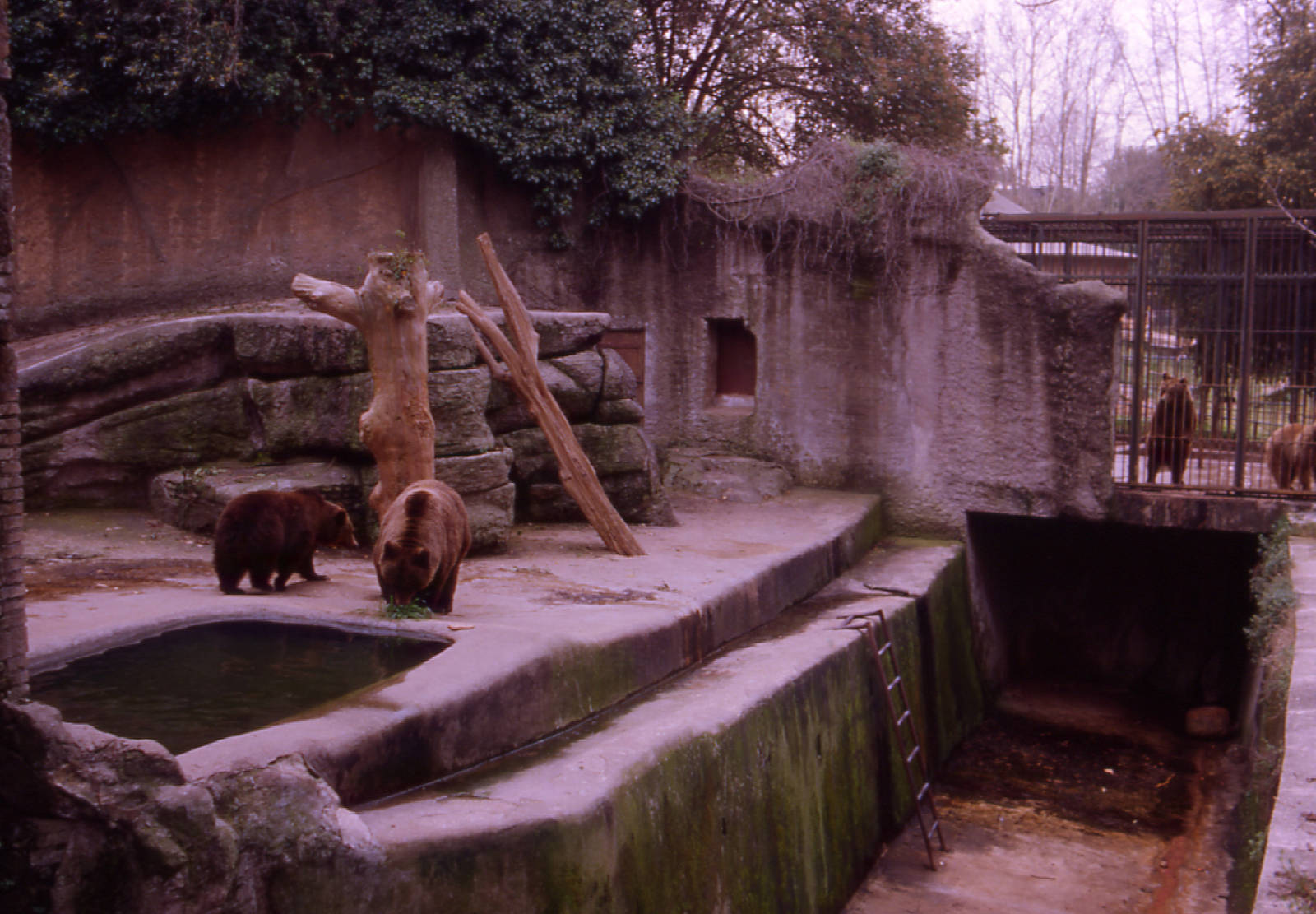 Brown bear exhibit, Giardino Zoologico, 1996