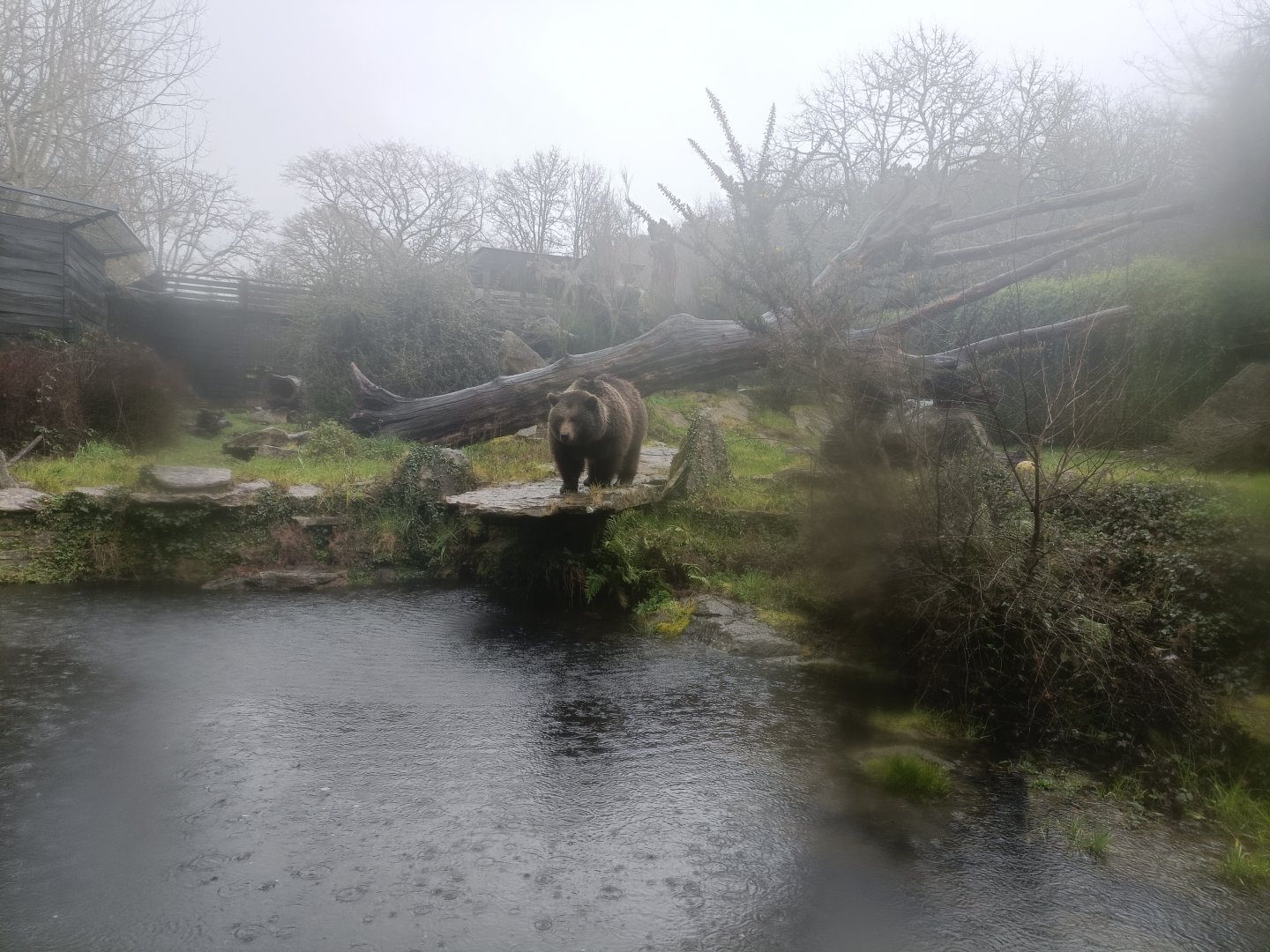 Brown bear exhibit -Marcelle Naturaleza