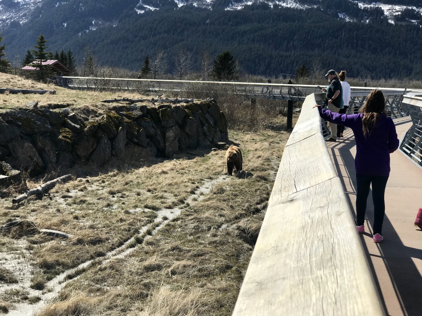 Brown Bear exhibit - May 2020