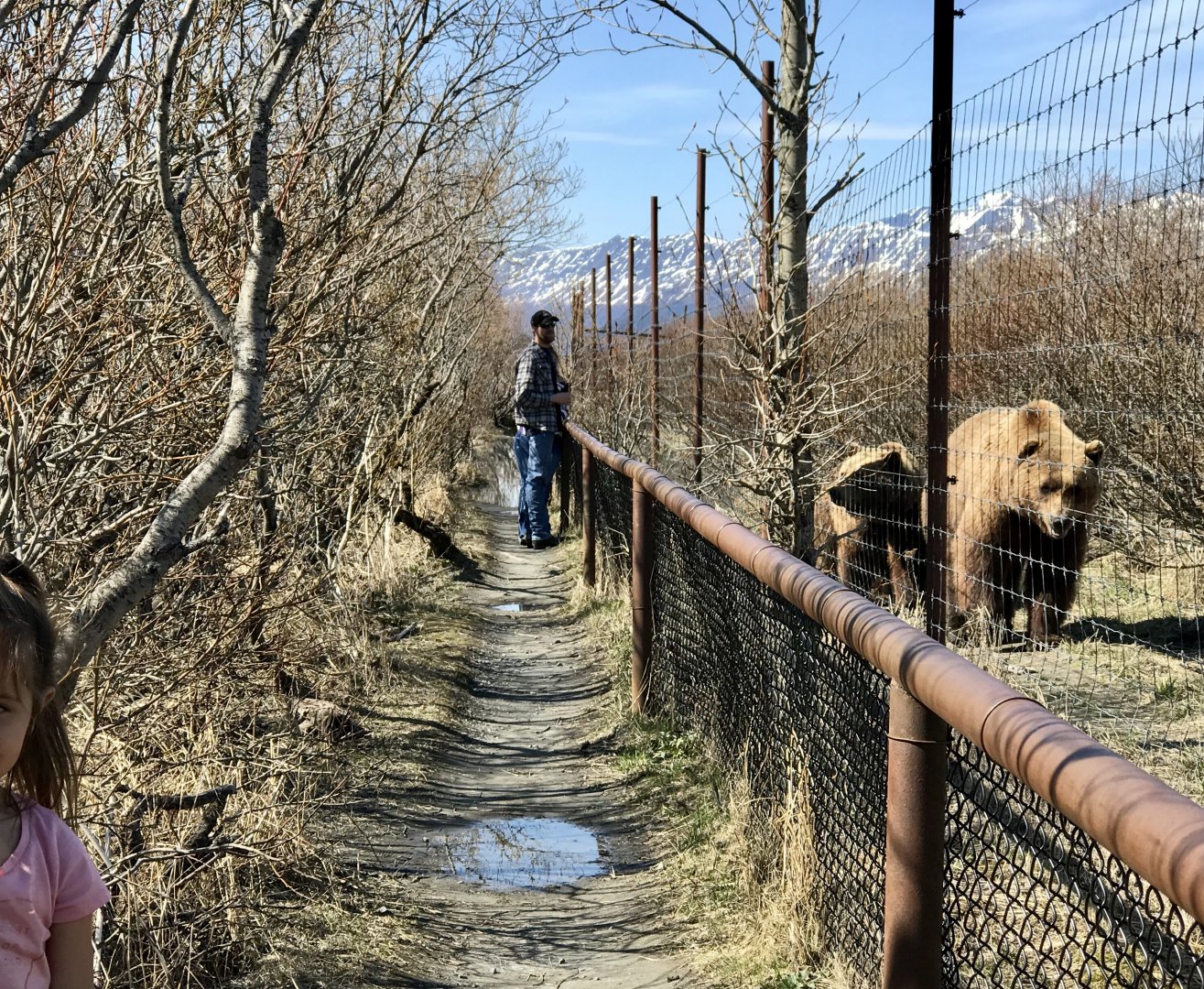 Brown Bear Exhibit - May 2020