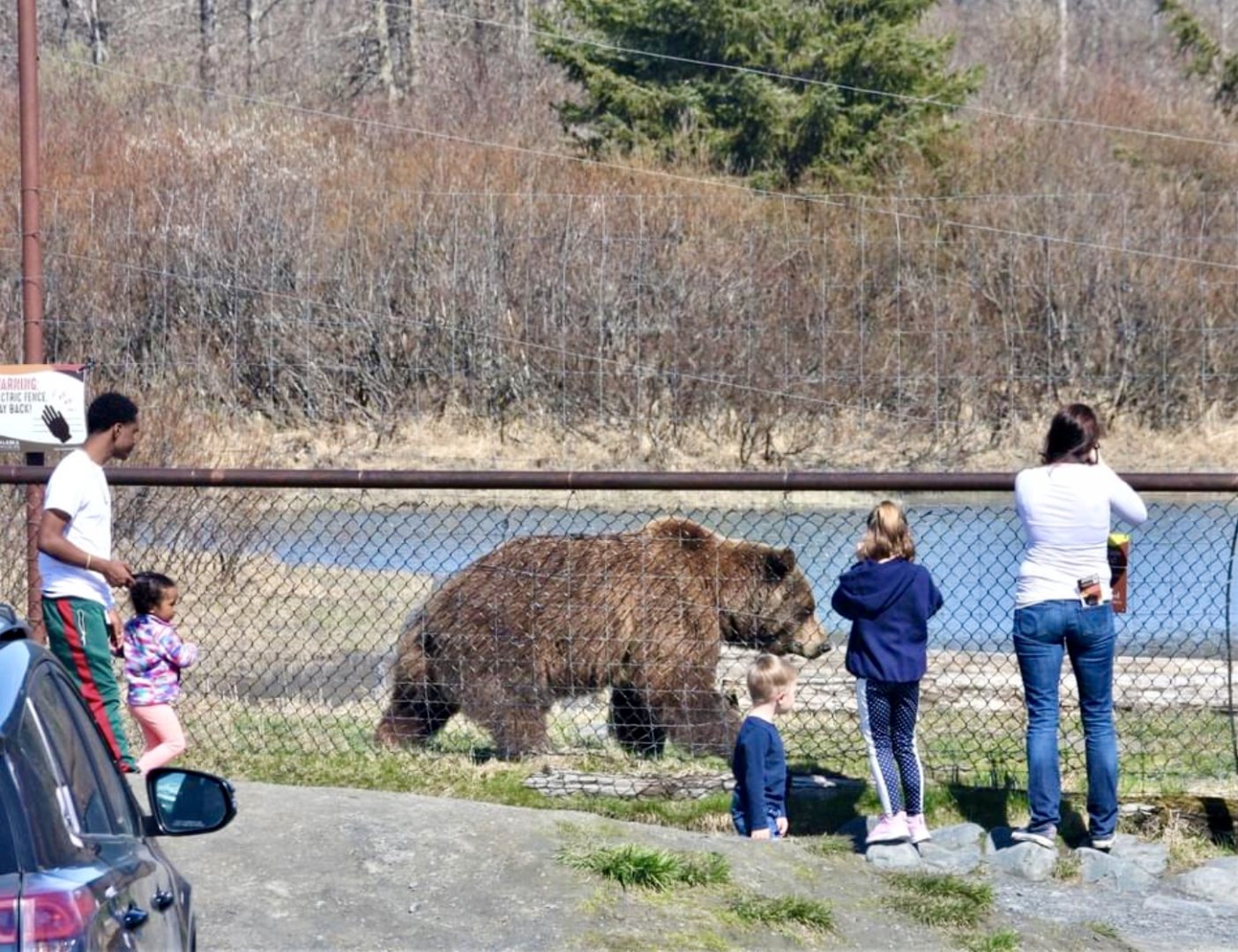 Brown Bear Exhibit - May 2020.