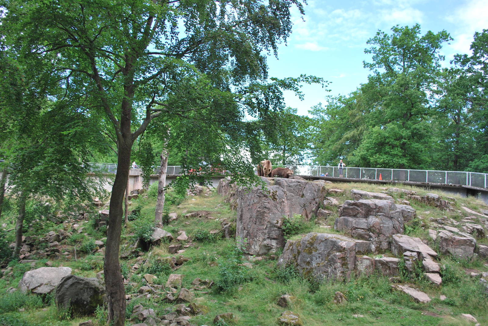 Brown bear exhibit no 2