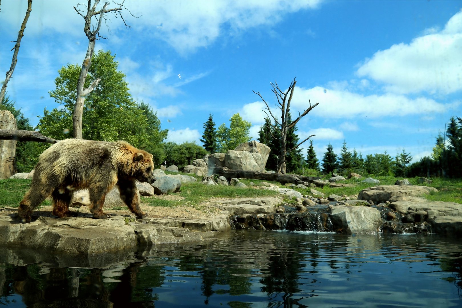 Brown Bear Exhibit, Russia's Grizzly Coast