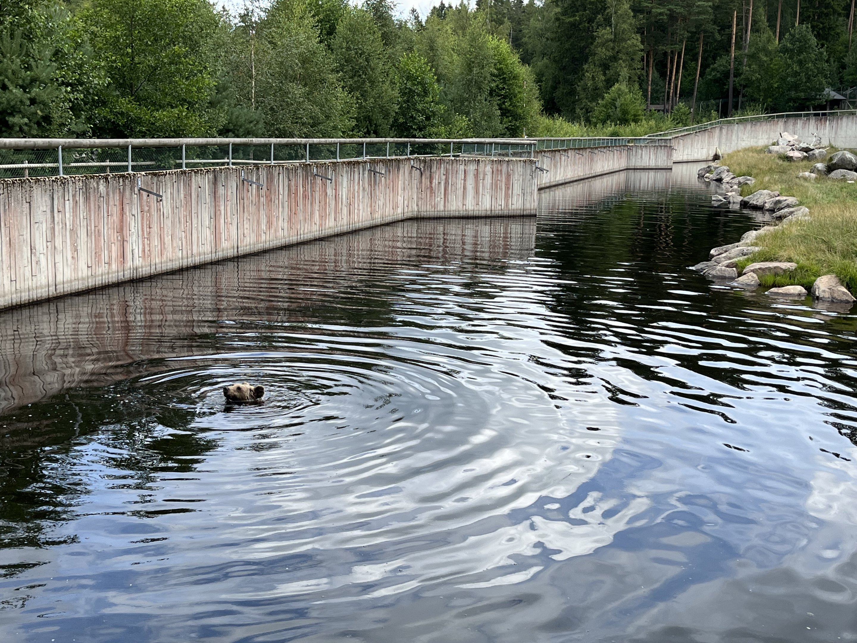 Brown Bear Exhibit - swimming bear