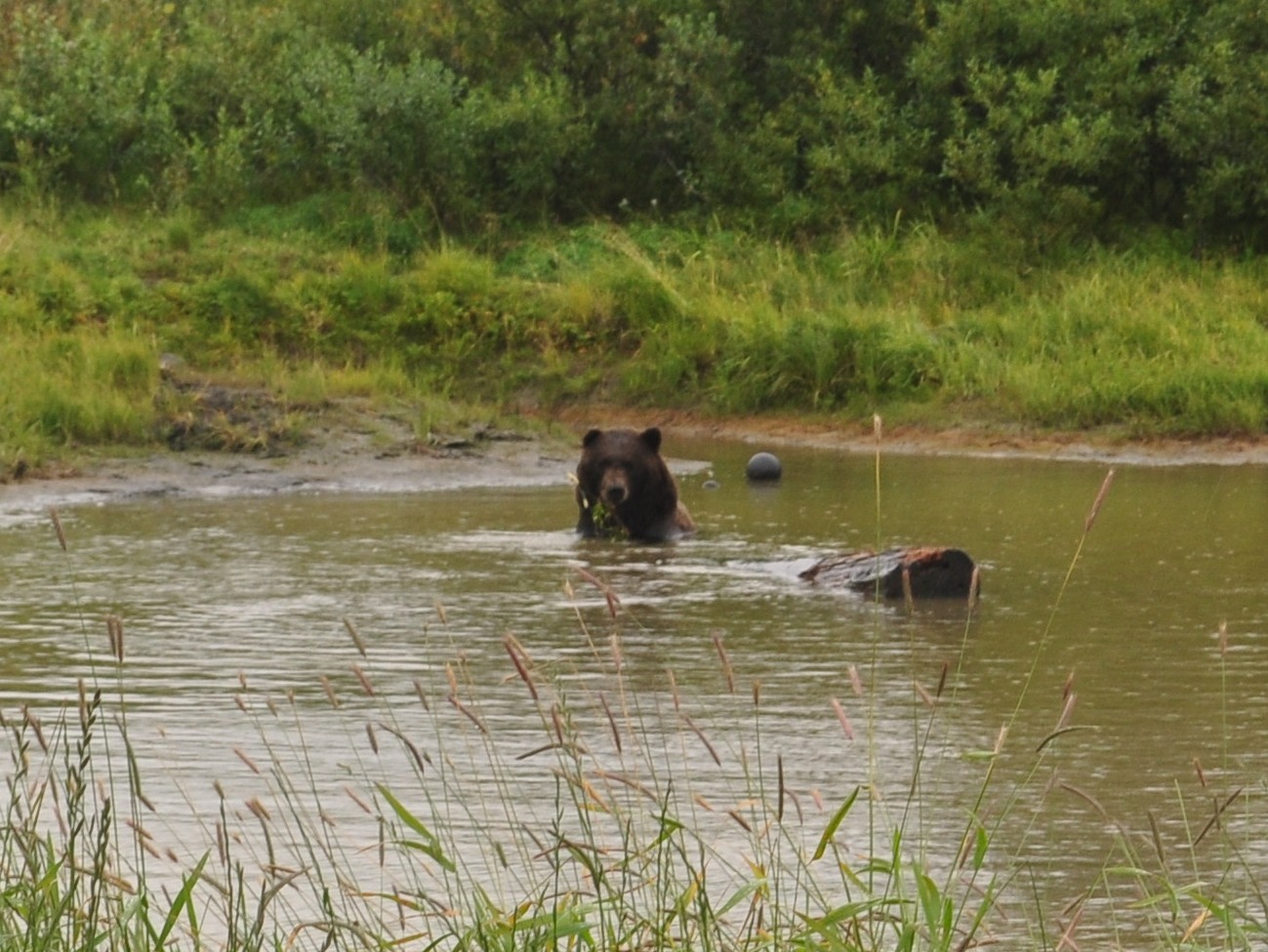 Brown Bear Exhibit - Underwater Viewing At Your Own Risk