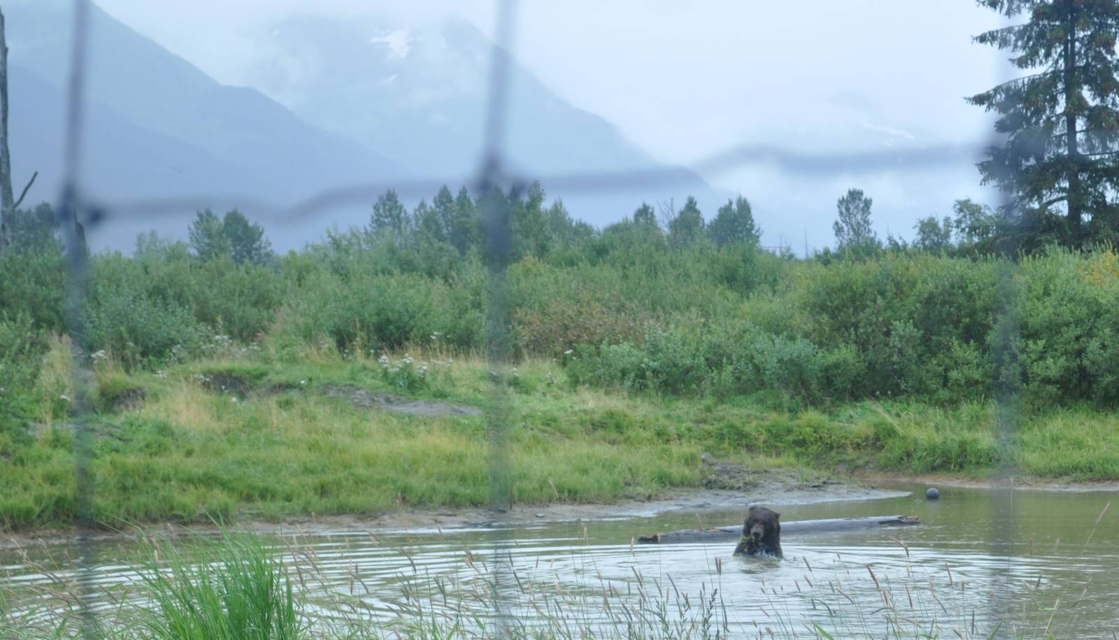 Brown Bear Exhibit - watercourse