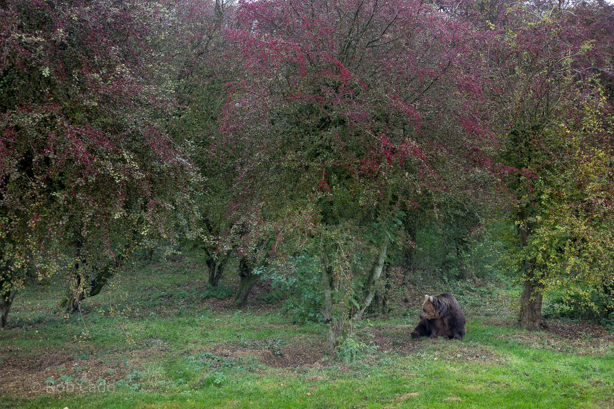 Brown bear (exhibit) : Whipsnade : 04 Nov 2016
