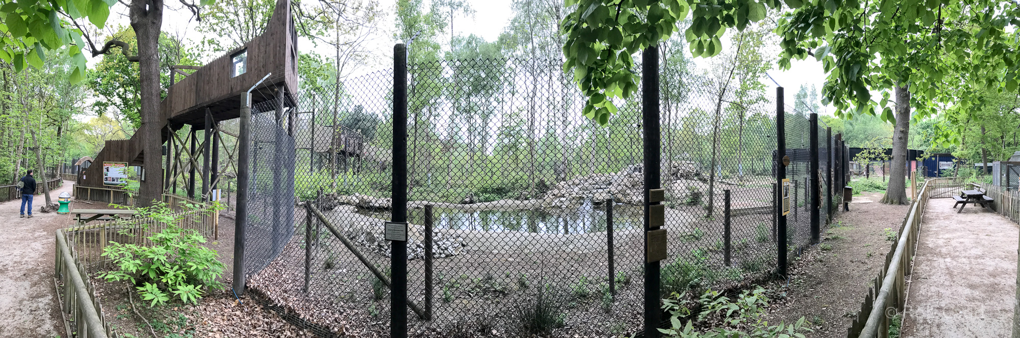 Brown bear (exhibit) : Wildwood : 07 May 2017