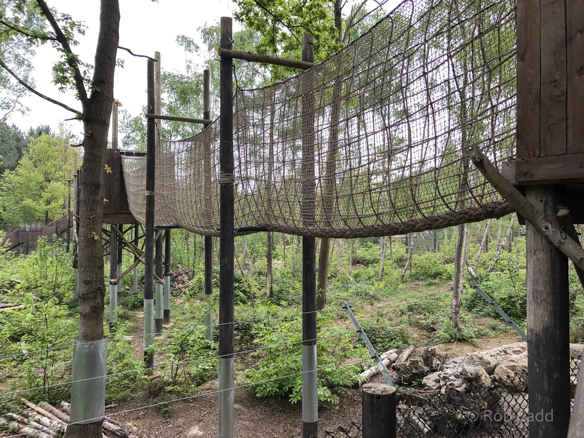 Brown bear (exhibit) : Wildwood : 07 May 2017