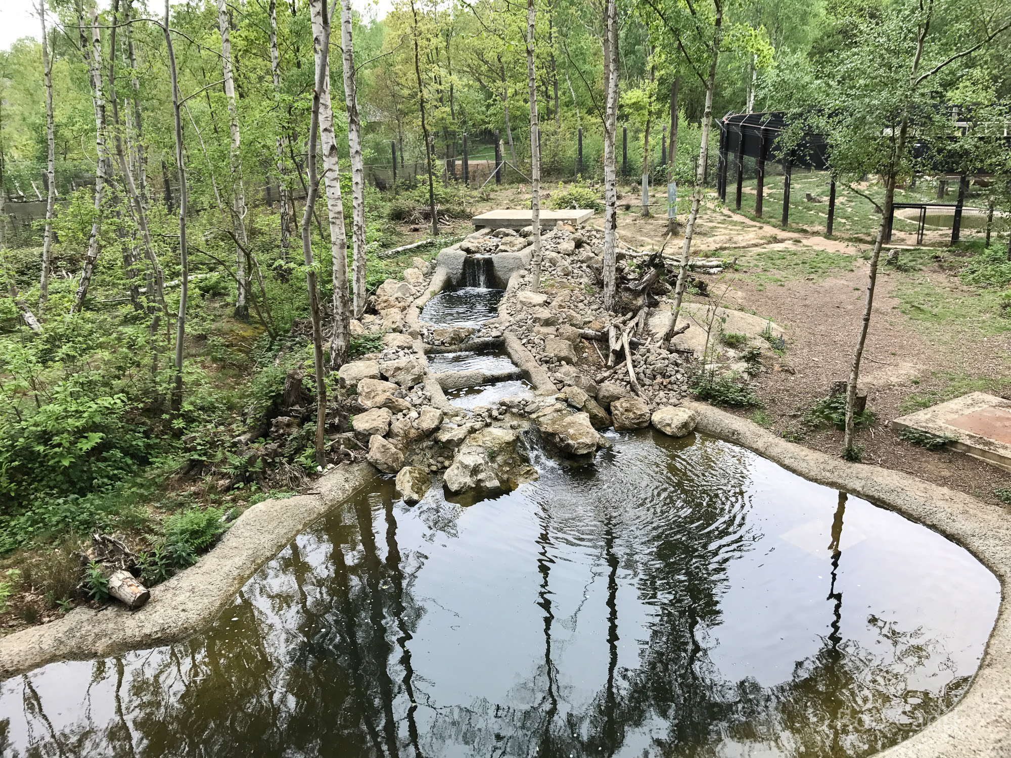 Brown bear (exhibit) : Wildwood : 07 May 2017