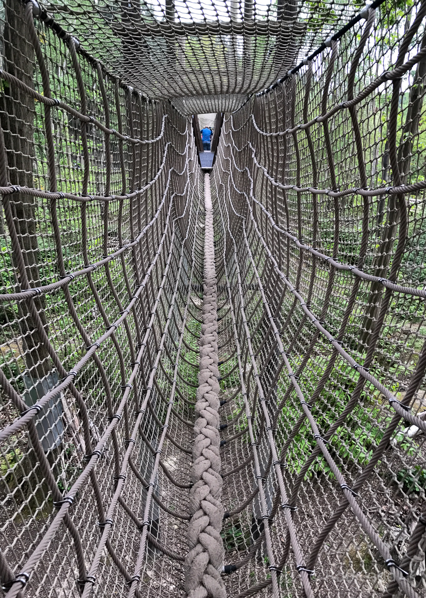 Brown bear (exhibit) : Wildwood : 07 May 2017