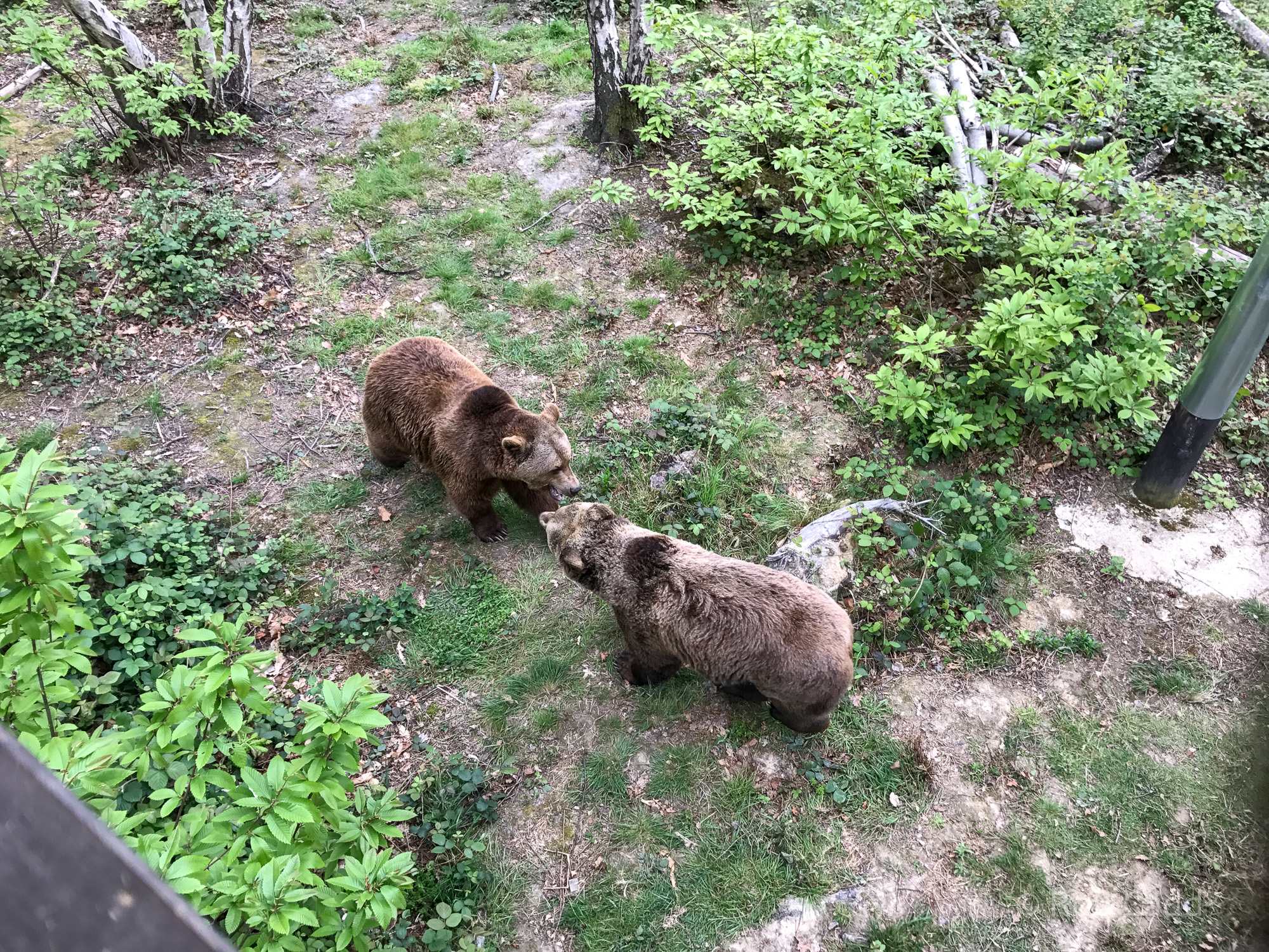 Brown bear (exhibit) : Wildwood : 07 May 2017