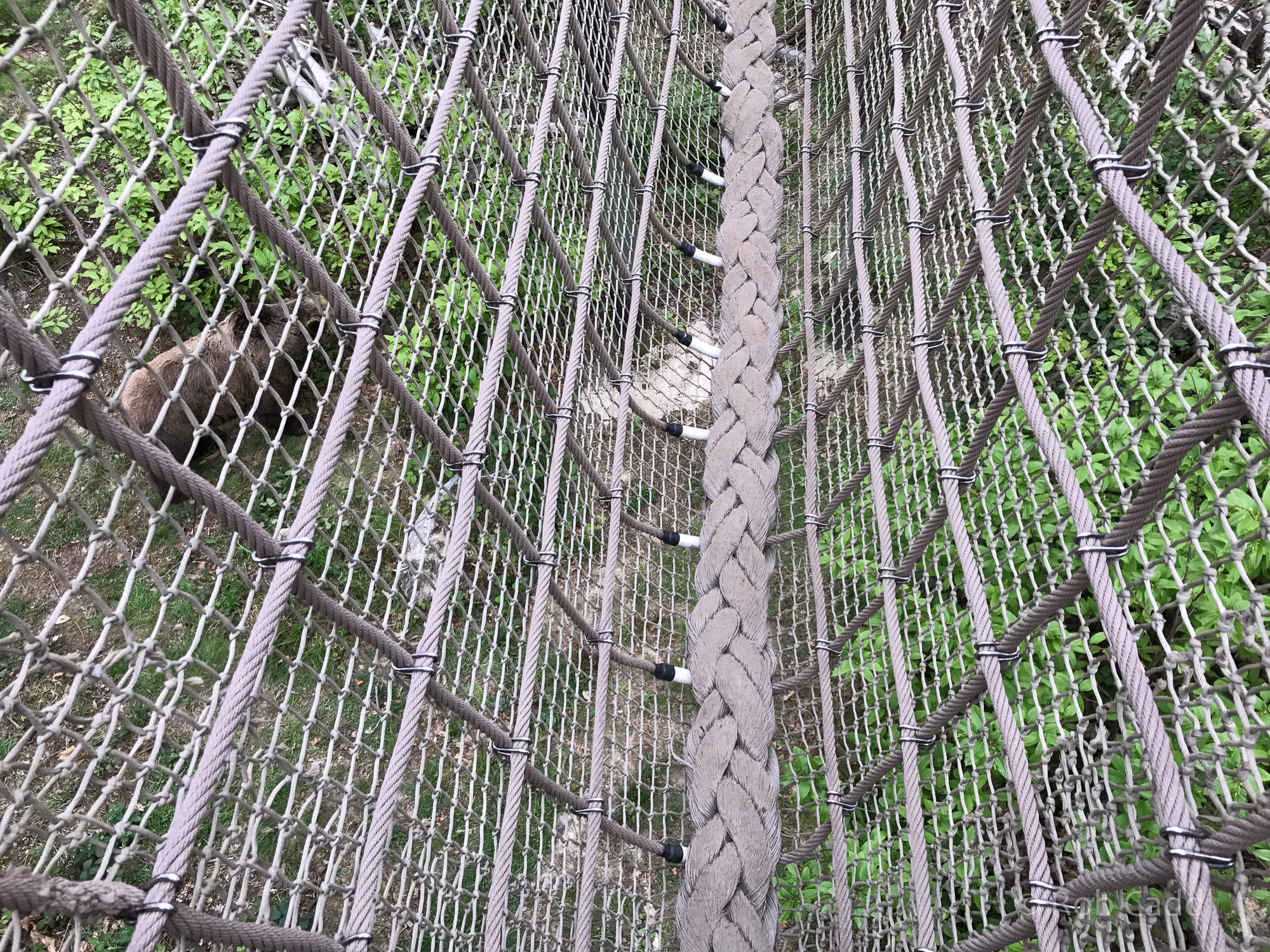 Brown bear (exhibit) : Wildwood : 07 May 2017