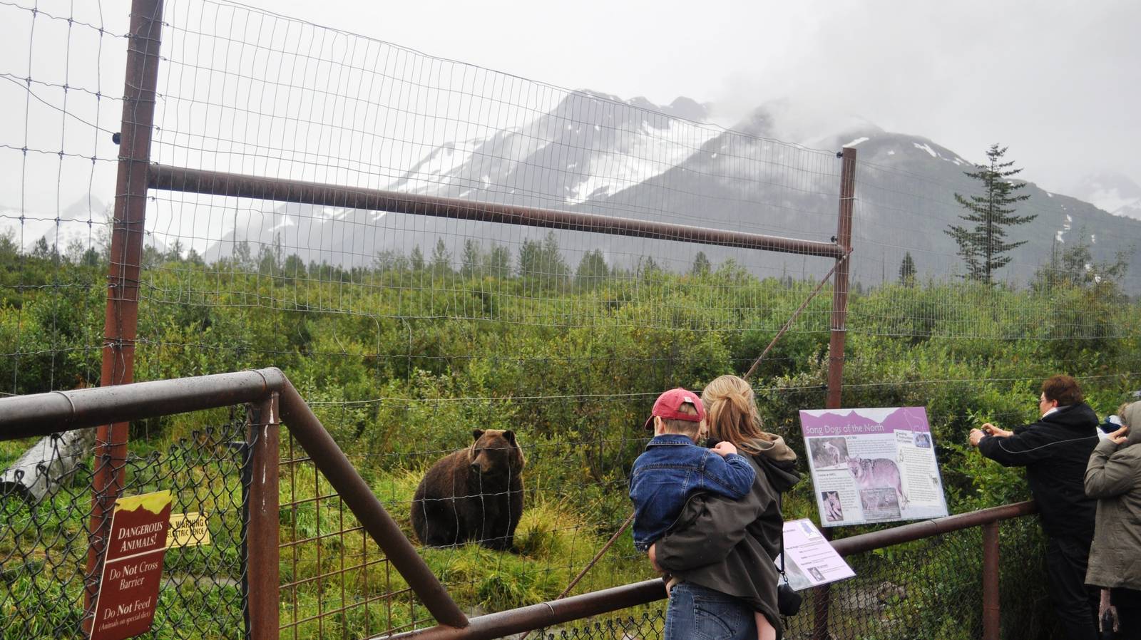 Brown Bear Exhibit with Guests
