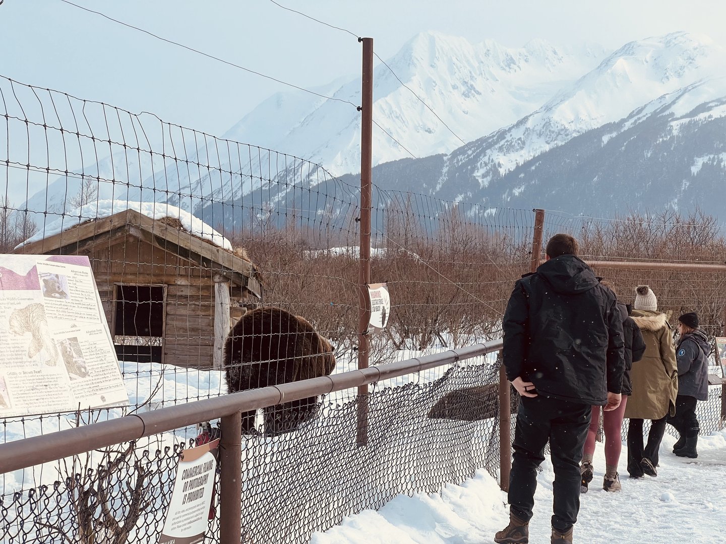Brown Bear Exhibit with Guests