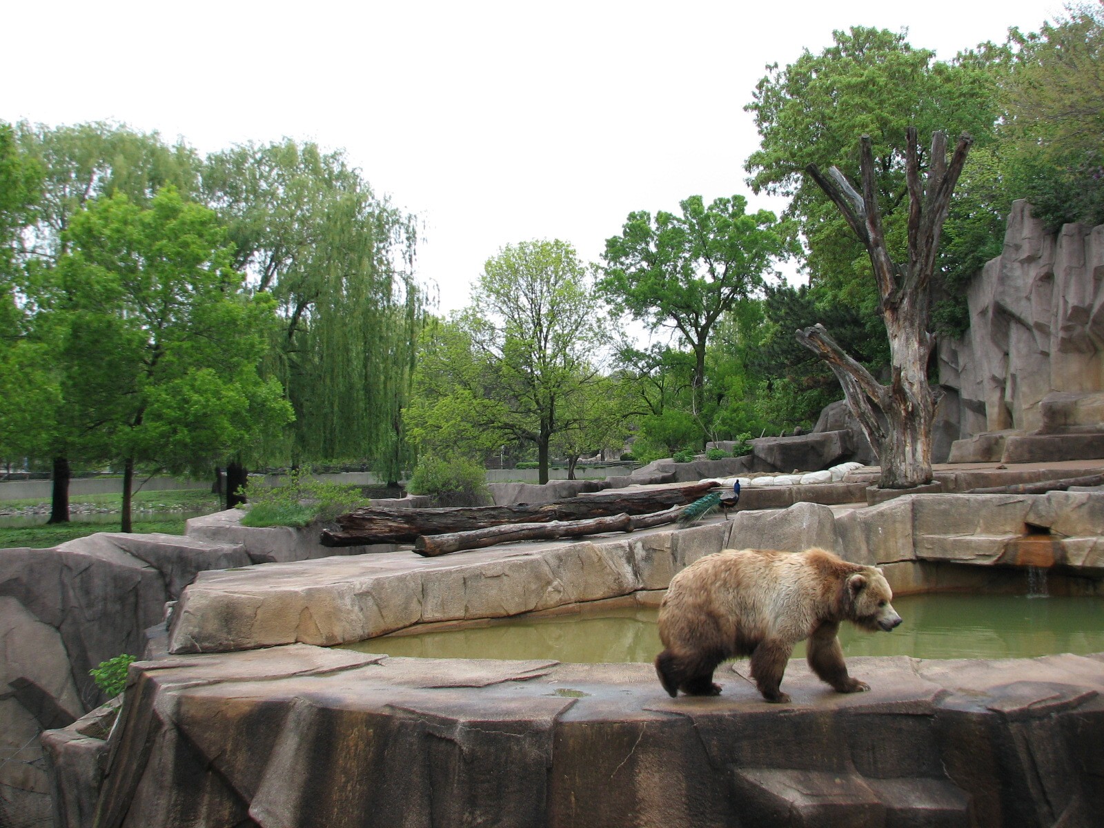 Brown Bear Exhibit with Moose, Mule Deer, and Wild Turkey Exhibit in backgr
