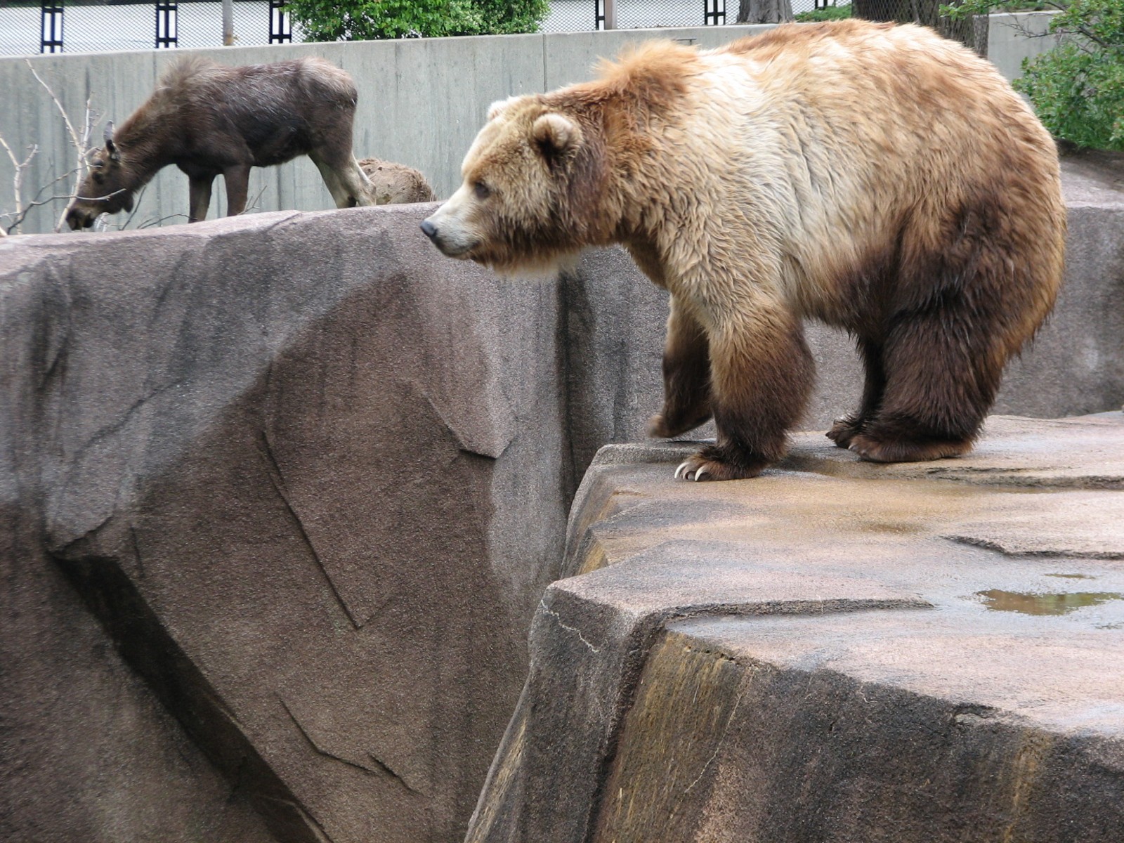 Brown Bear Exhibit with Moose, Mule Deer, and Wild Turkey Exhibit in backgr
