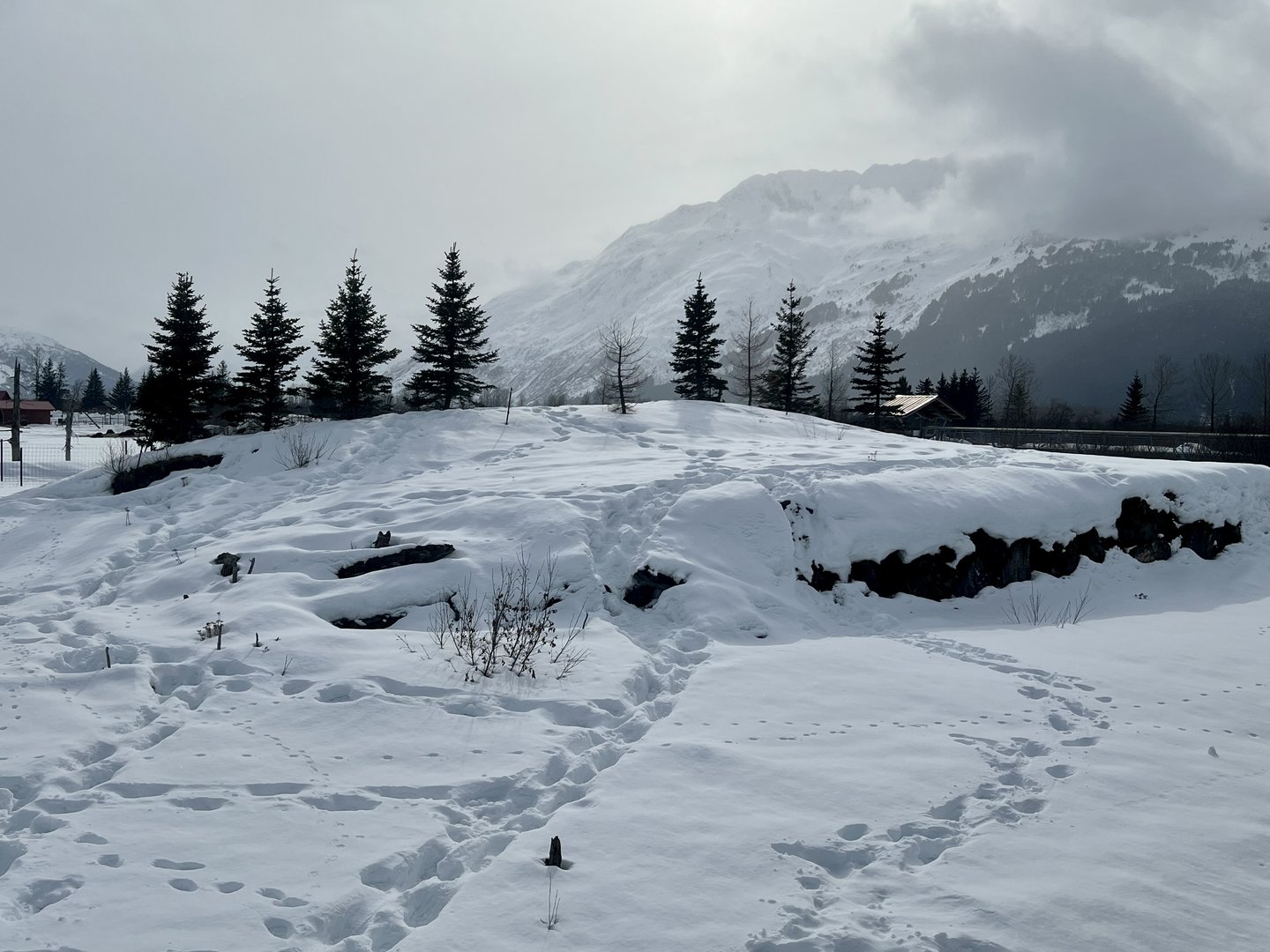 Brown Bear exhibit with signs of activity