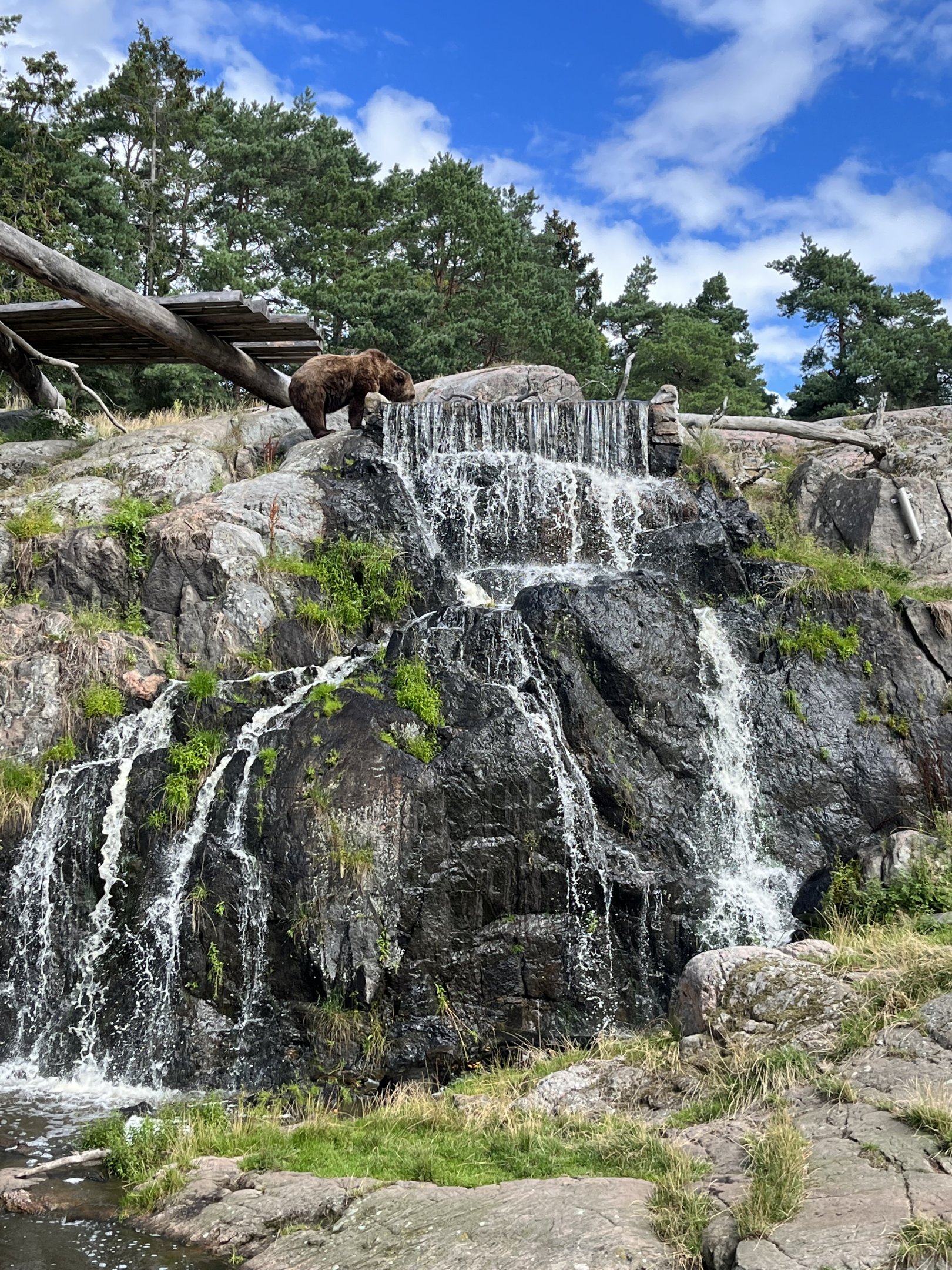 Brown Bear Exhibit - wow!!