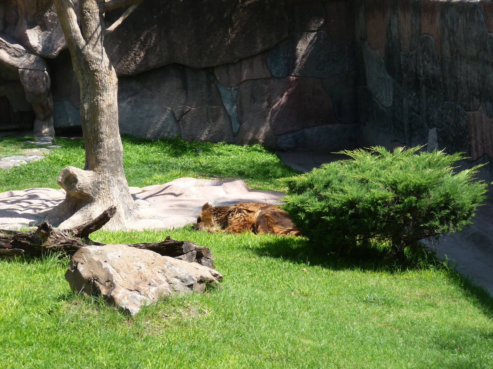 brown bear exhibit zoologico de irapuato