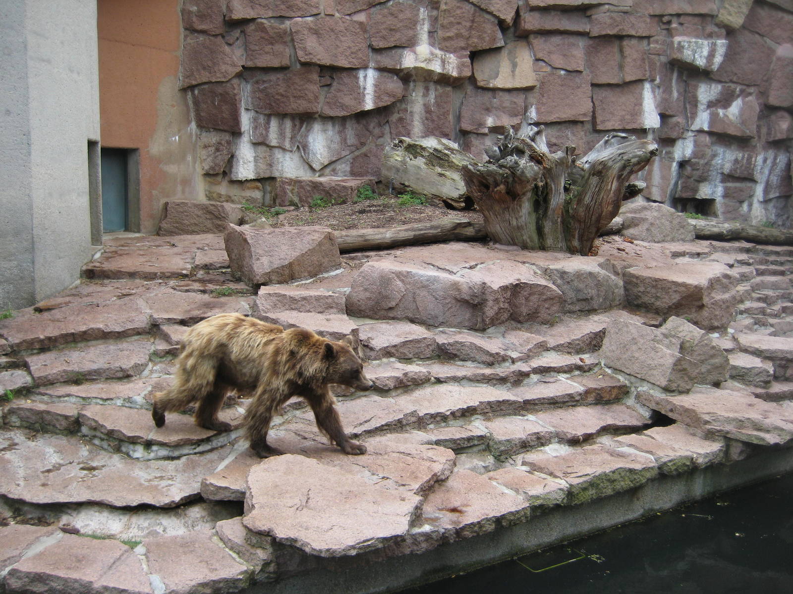 Brown bear Exhibit