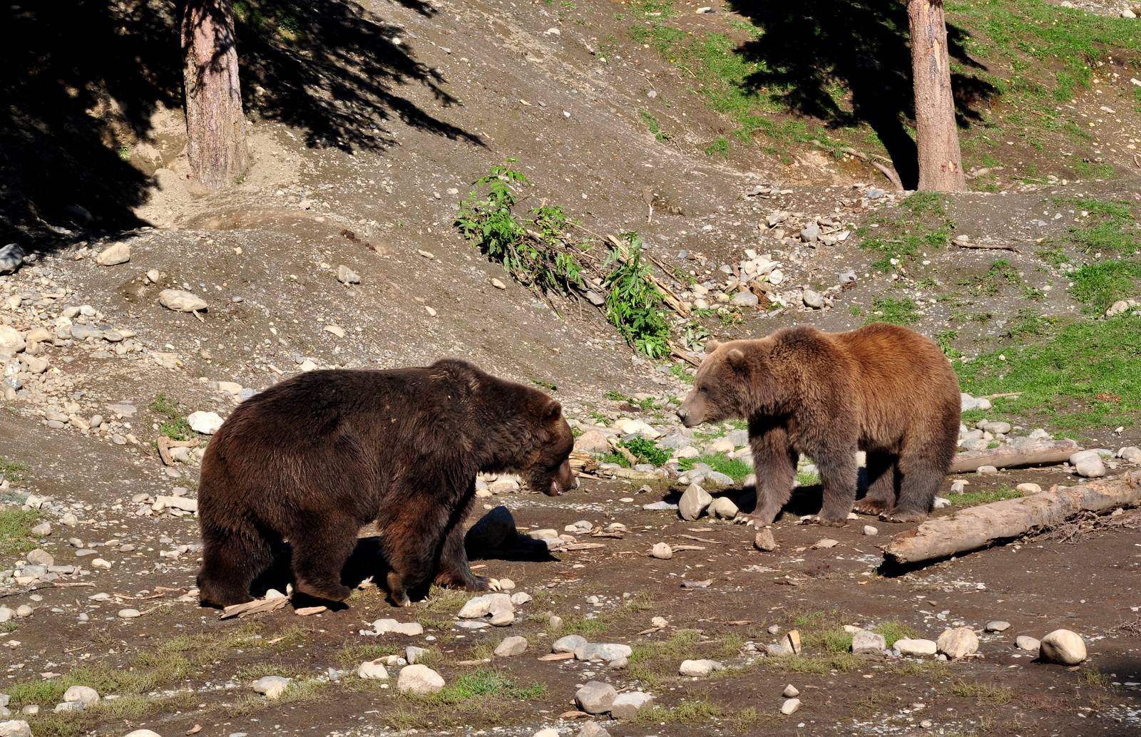 Brown Bear Exhibit