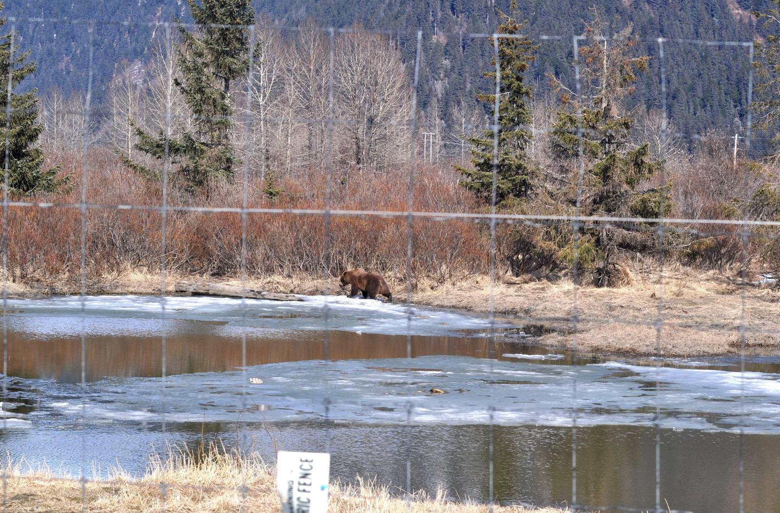 Brown Bear Exhibit.