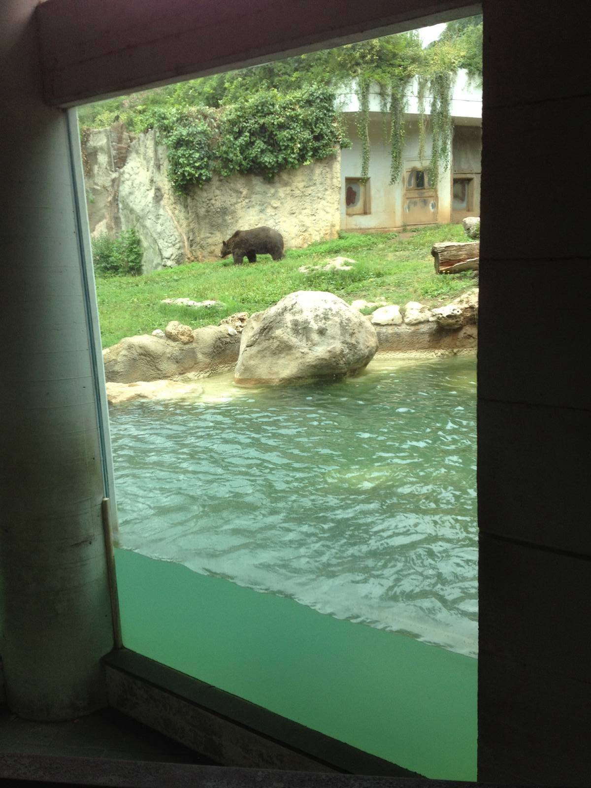 Brown Bear Exhibit