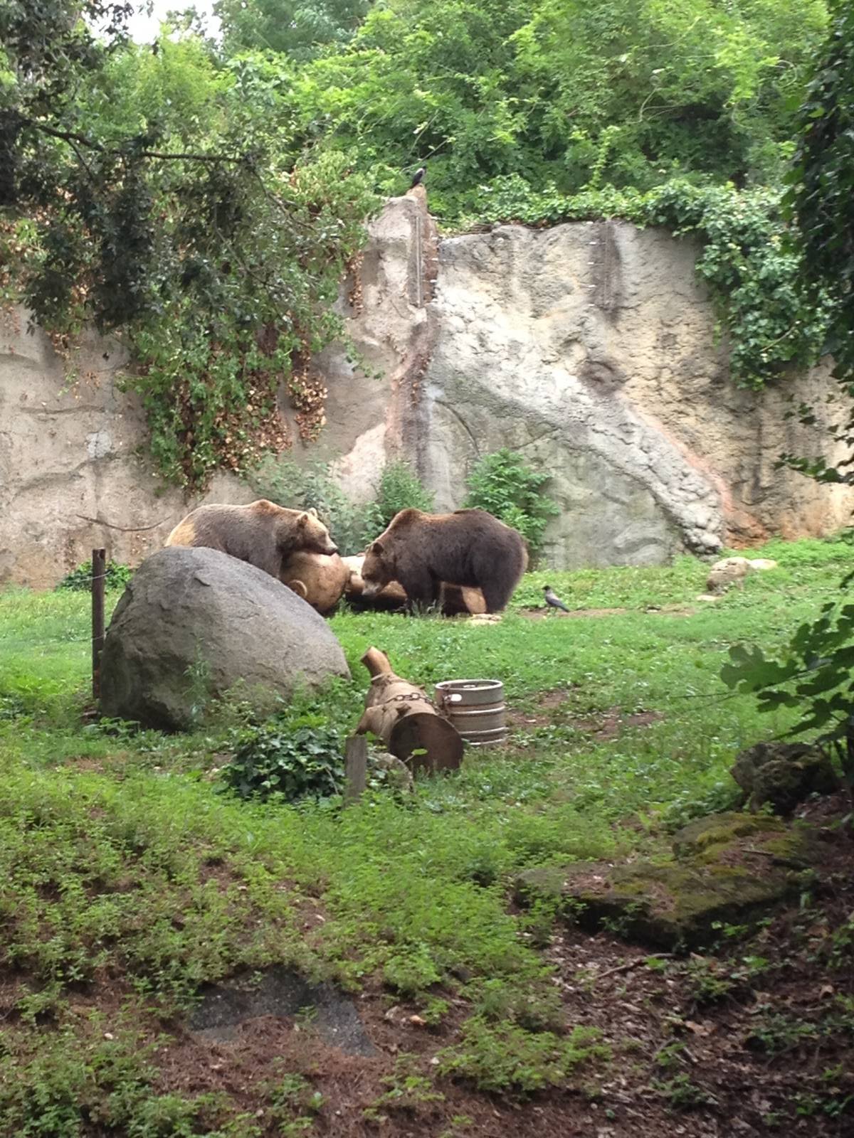 Brown Bear Exhibit