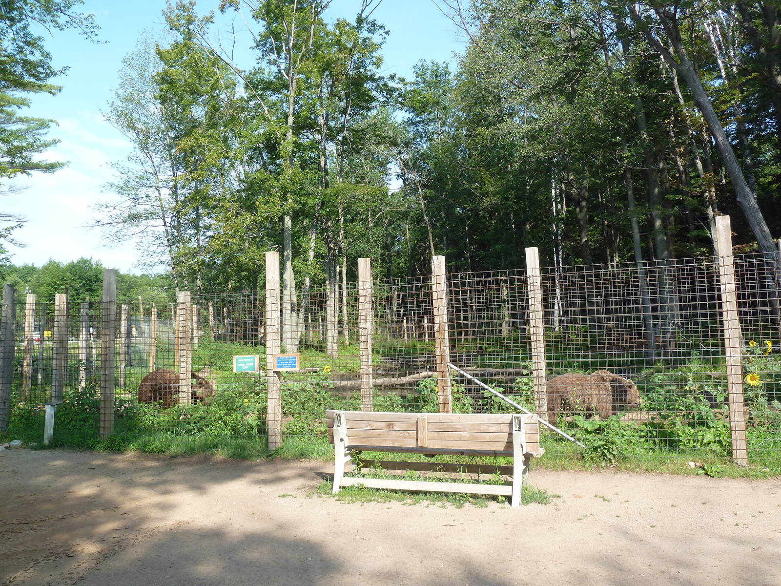 Brown Bear Exhibit