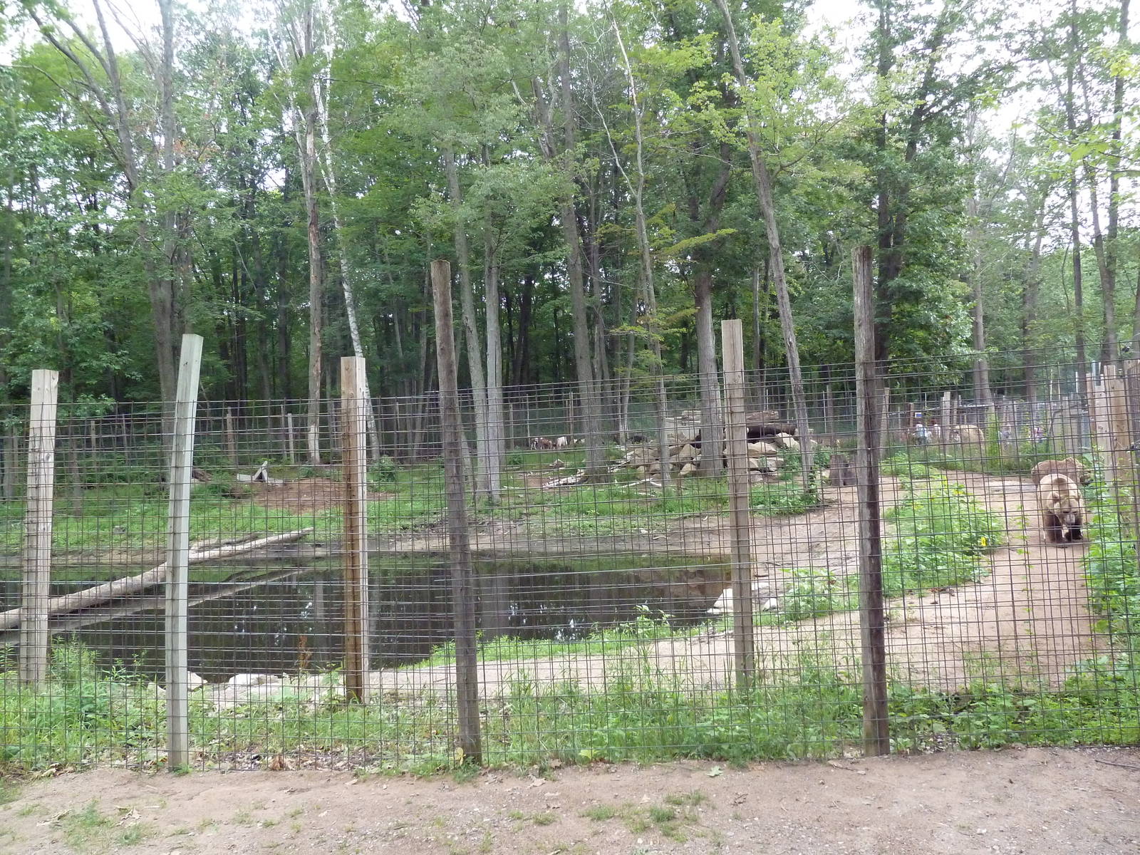 Brown Bear Exhibit