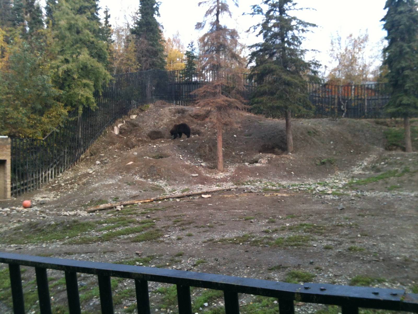 Brown Bear Exhibit