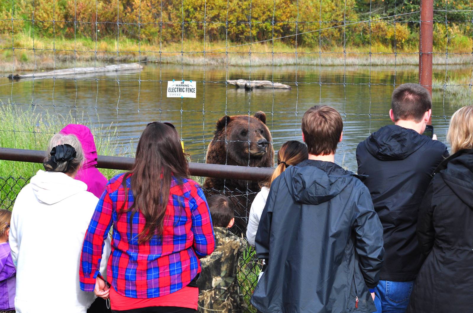 Brown Bear Exhibit