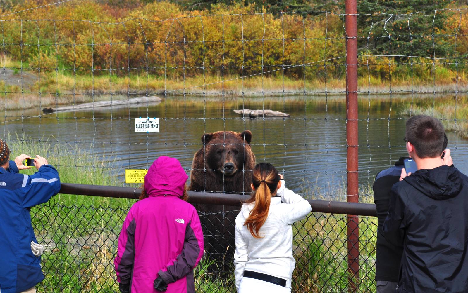 Brown Bear Exhibit