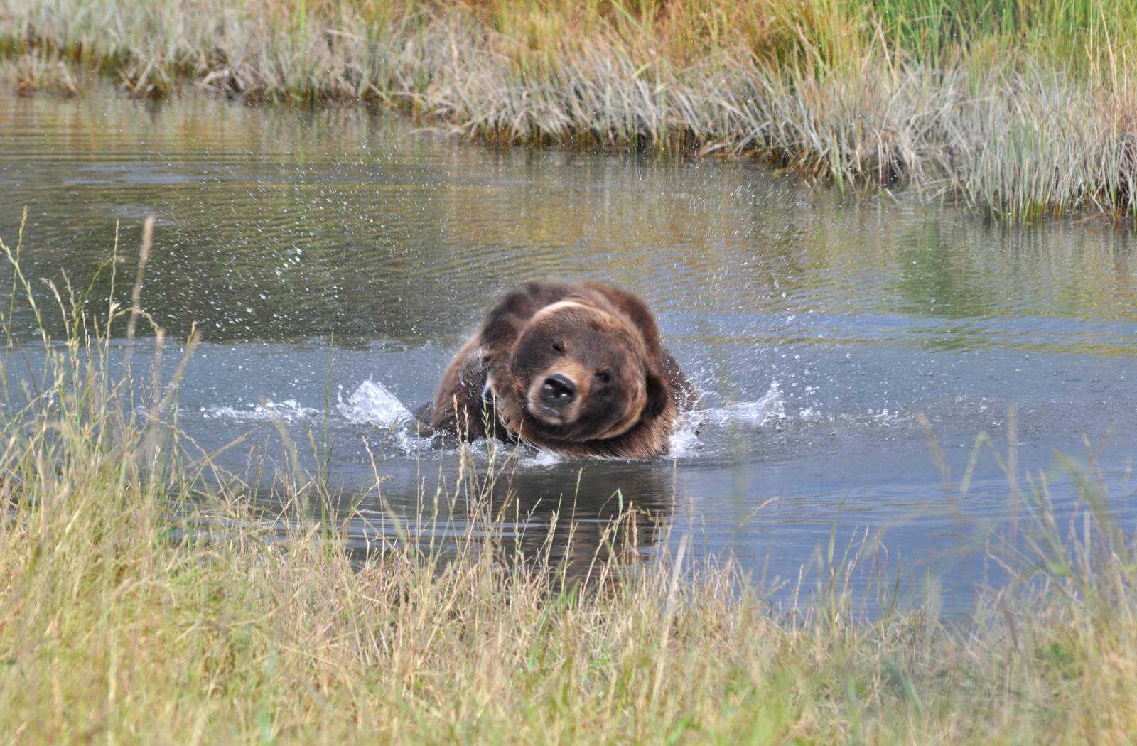Brown Bear Exhibit