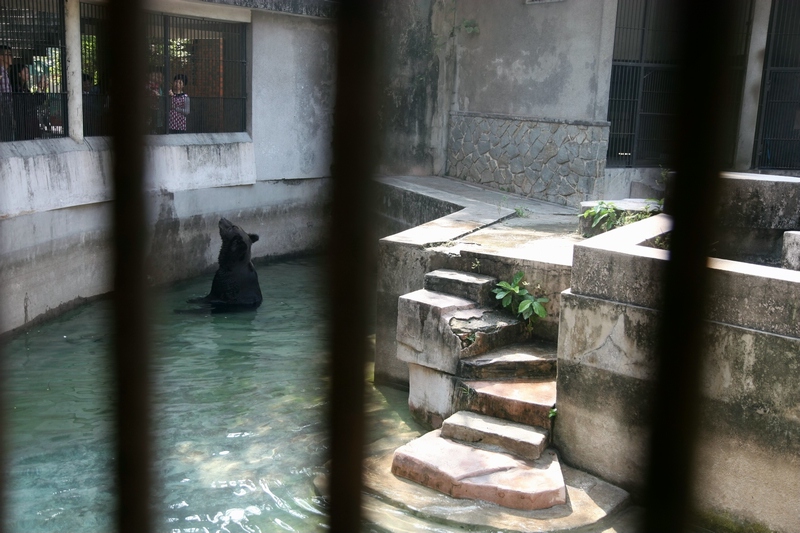 Brown bear exhibit