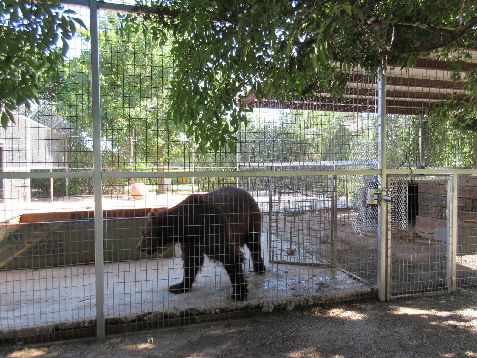 Brown Bear Exhibit