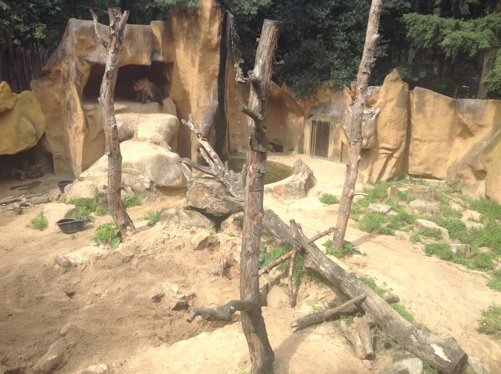 Brown Bear Exhibit