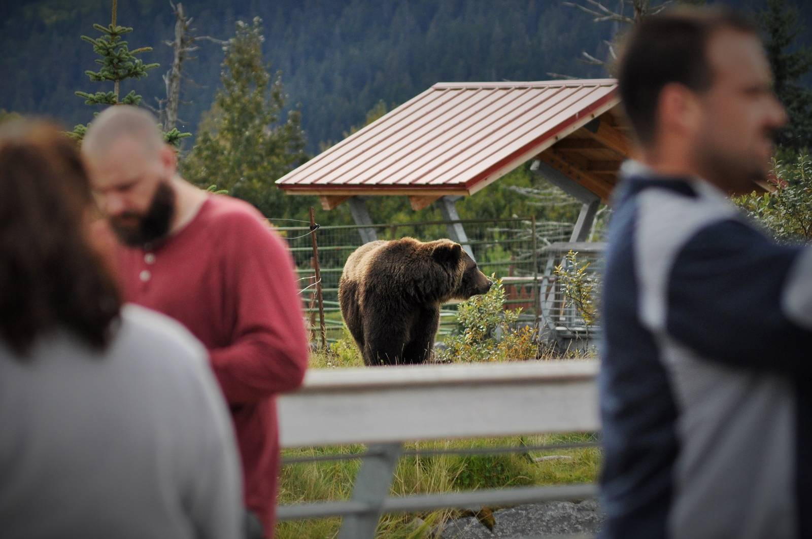 Brown Bear Exhibit