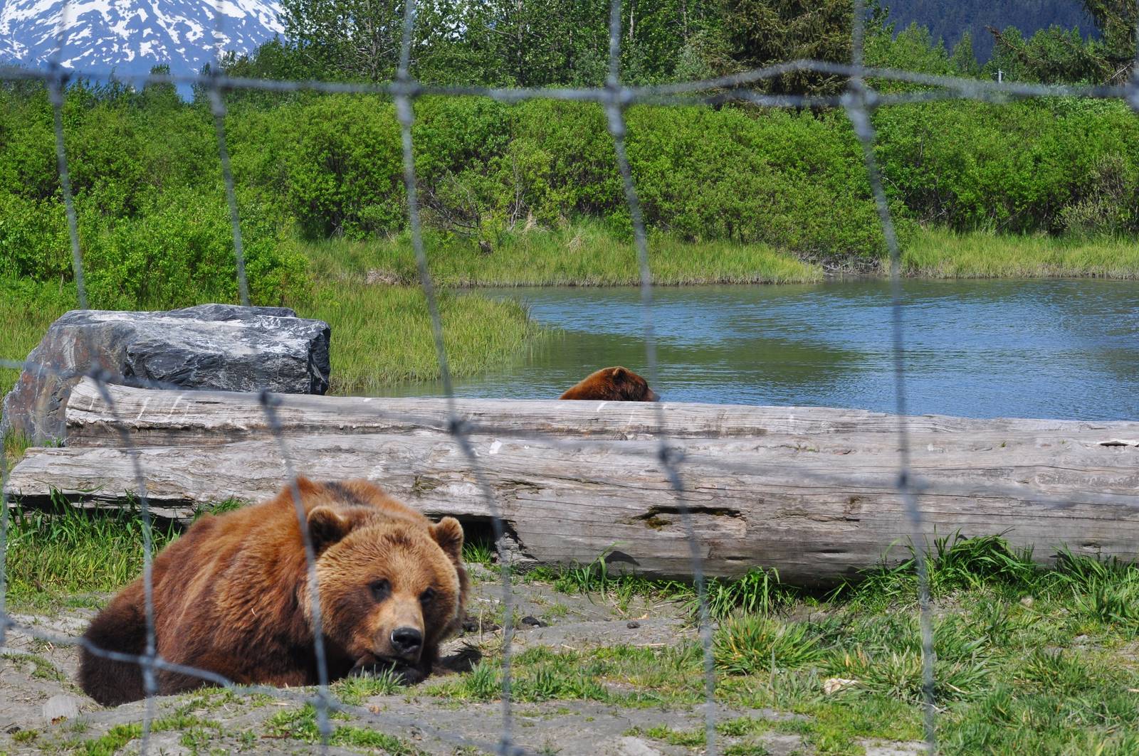 Brown Bear Exhibit