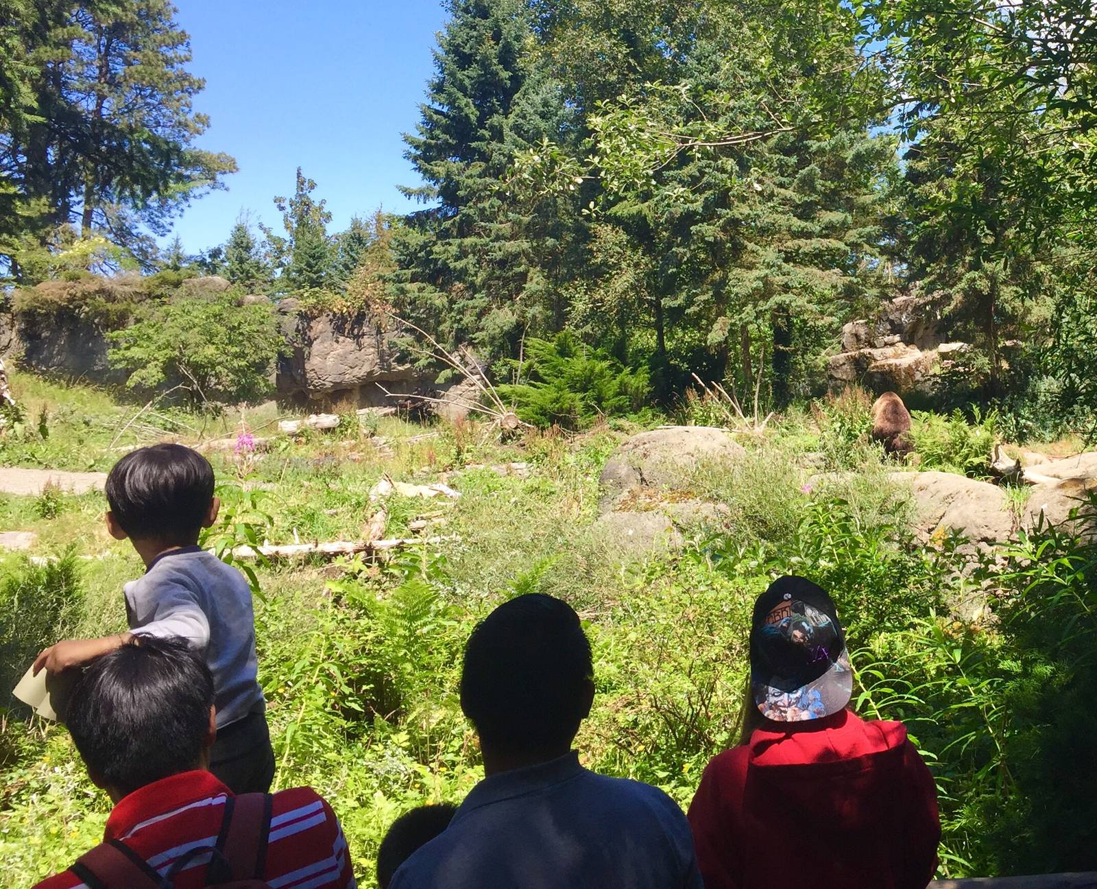 Brown Bear Exhibit