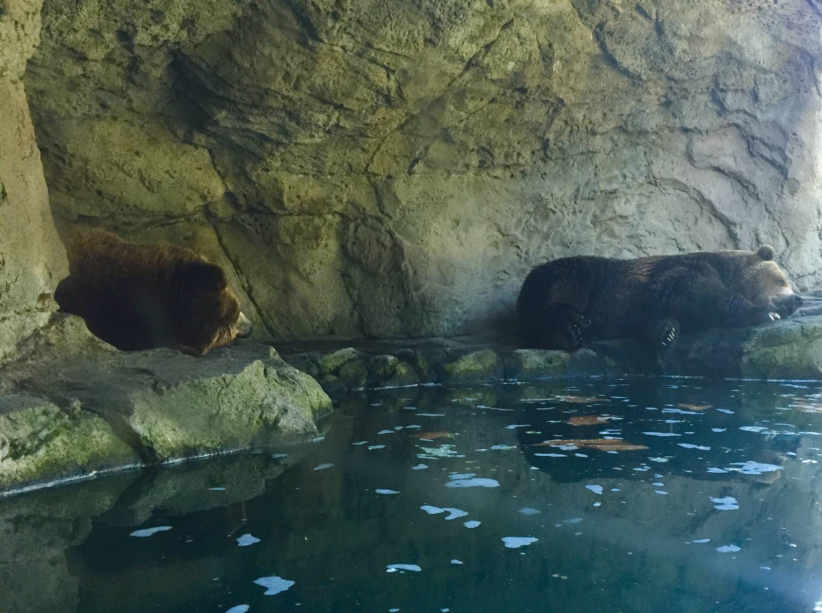 Brown Bear Exhibit