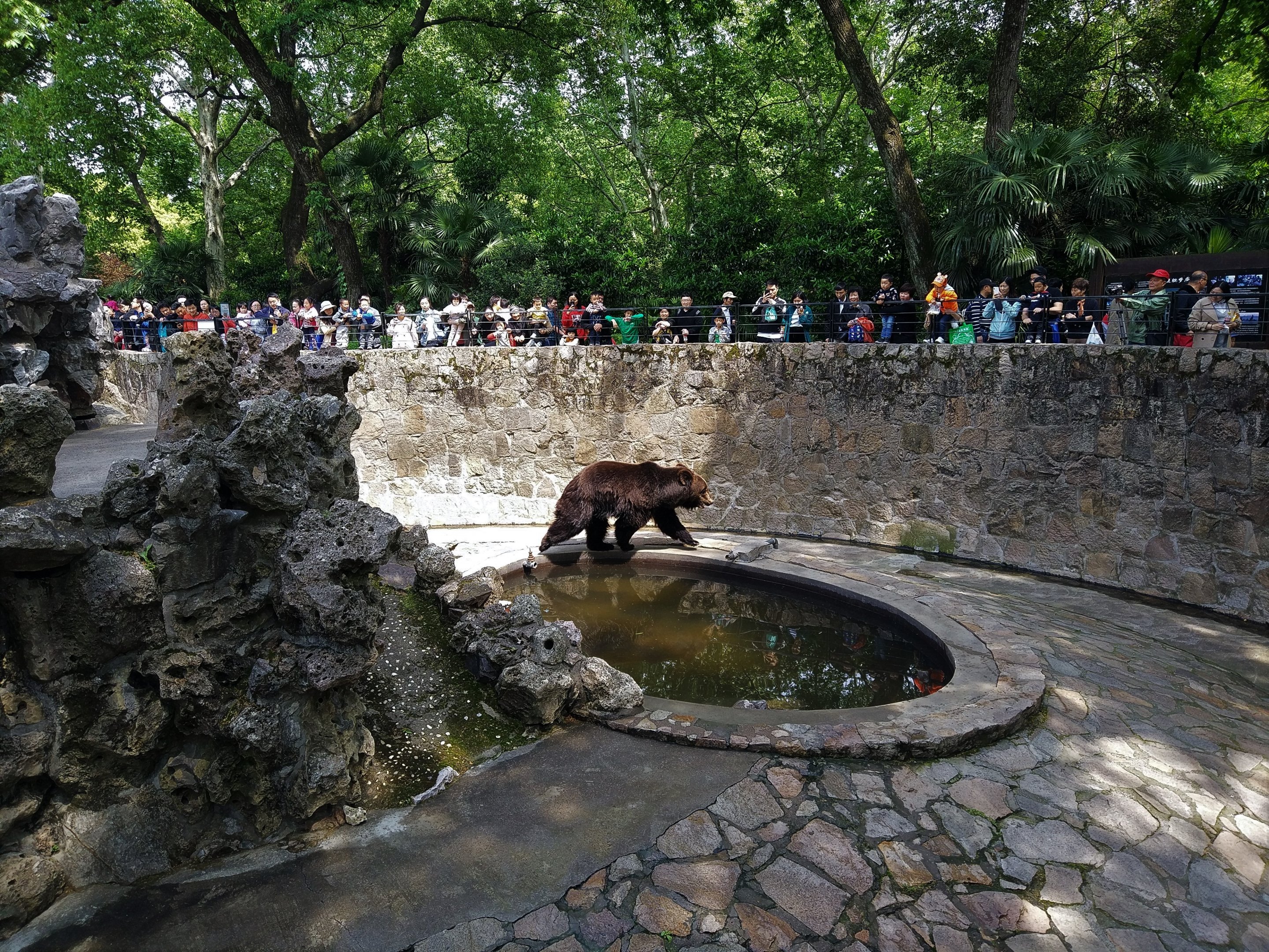 Brown Bear Exhibit