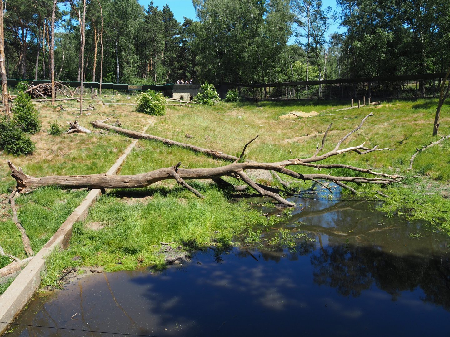Brown Bear Exhibit